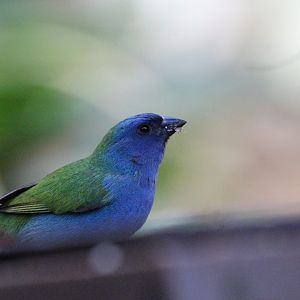 Tricolored Parrotfinch