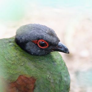Crested Partridge - female