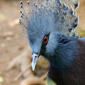 Victoria Crowned Pigeon