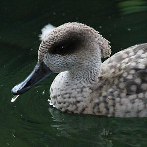 Marbled Duck