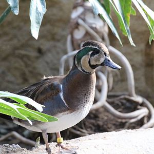 Baikal Teal