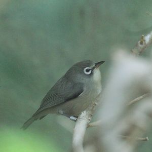Saipan Bridled White-eye
