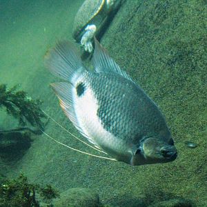 Giant Red-tailed Gourami