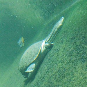 Northern Snake-necked Turtle