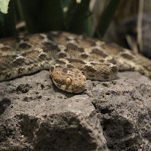 Egyptian Saw-scaled Viper