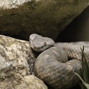 Black-tailed Horned Pit Viper