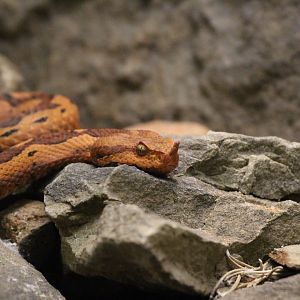 Long-nosed Viper