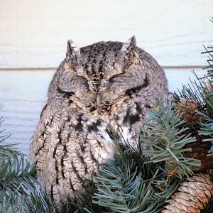 Eastern Screech-Owl (December 2020)