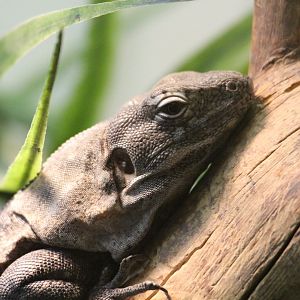 Spiny-tailed Iguana