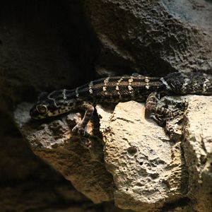 Carrot-tailed Viper Gecko