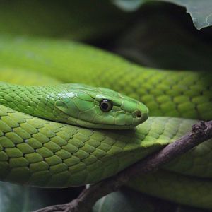 Eastern Green Mamba