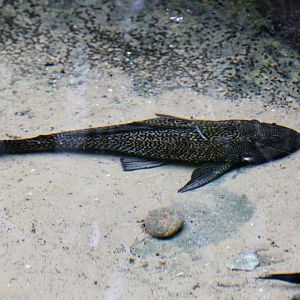 Suckermouth Catfish