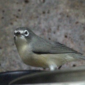 Saipan Bridled White-eye