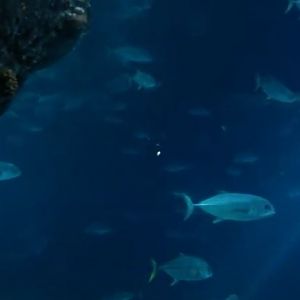 Horse-Eye Jack (Caranx latus)