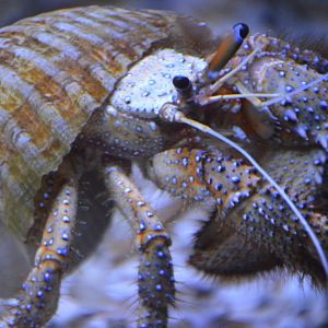 Dardanus megistos (Brookfield Zoo)