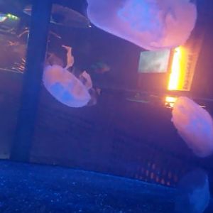 Moon Jellyfish (Aurelia aurita)