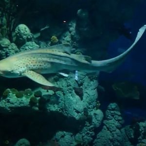 Zebra Shark (Stegostoma fasciatum)