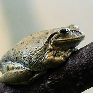 Cuban Tree Frog