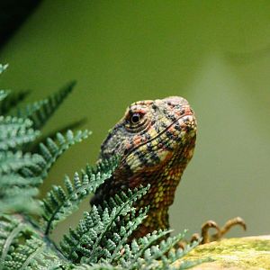 Chinese Crocodile Lizard