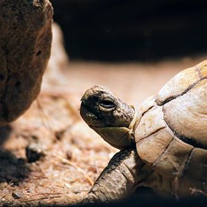 Egyptian Tortoise