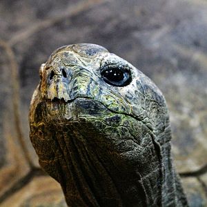 Aldabra Tortoise