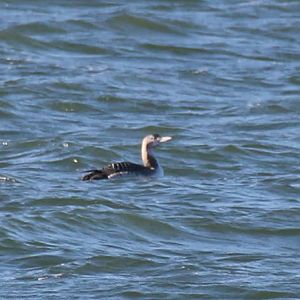Yellow-billed Loon (December 2020)