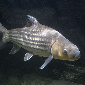 Isok barb (pla eesok)