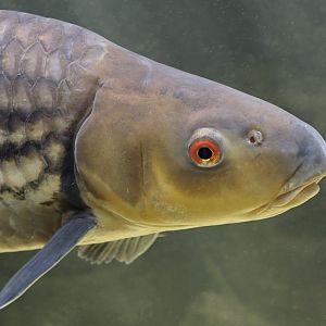 Isok barb (pla eesok), head study