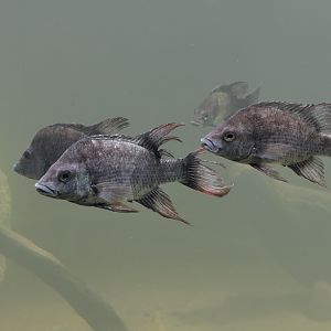 Mangarahara cichlids