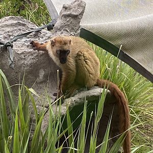 Blue-Eyed Black Lemur (Eulemur flavifrons)