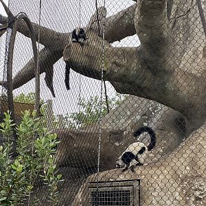 Black-and-White Ruffed Lemur (Varecia variegata)