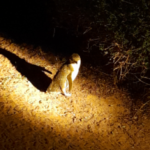 Little Penguin