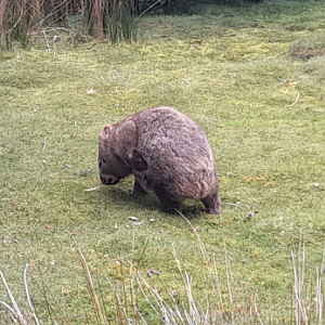 Wombat