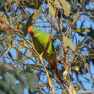 Swift Parrot