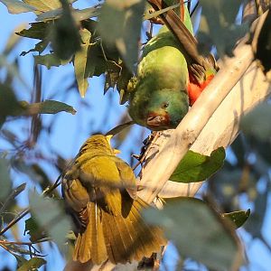 Swift Parrot and Bell Miner