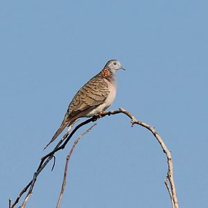 Bar-shouldered Dove