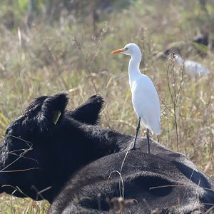Cattle Egret