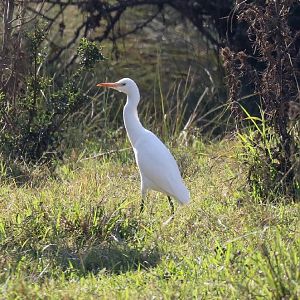 Cattle Egret