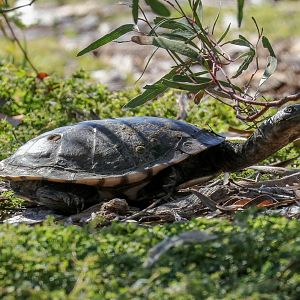 Longnecked Turtle