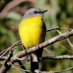 Eastern Yellow Robin