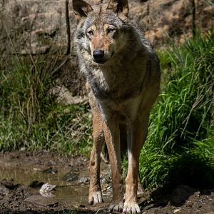 Eurasian Wolf (male) / Exmoor Zoo / 19-5-21