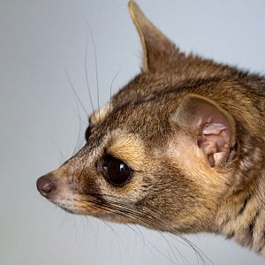 Ringtail 'cat' - Cacomistle / Exmoor Zoo / 19-5-21