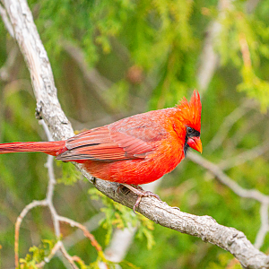Male Red Cardinal