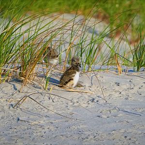 American Oystercatcher Chick