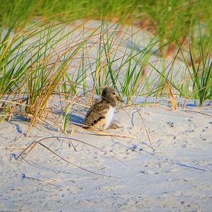 American Oystercatcher Chick