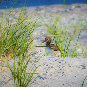 American Oystercatcher Chick