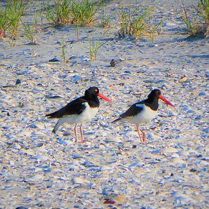 American Oystercatchers