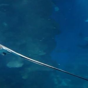 Southern Stingray (Hypanus americanus)