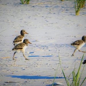 American Oystercatcher Chicks