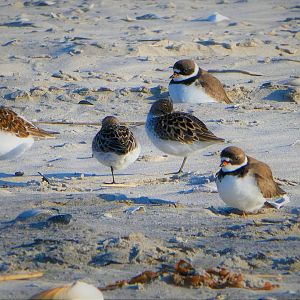Sanderlings and Semipalmated Plovers